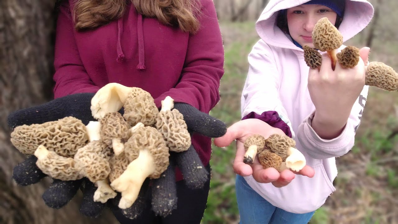 How to find Morel Mushrooms under fruit trees ????