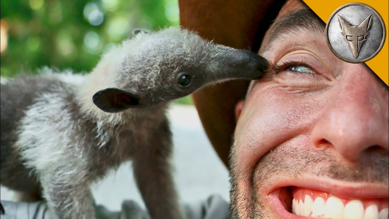 Bizarre Rainforest Creature!