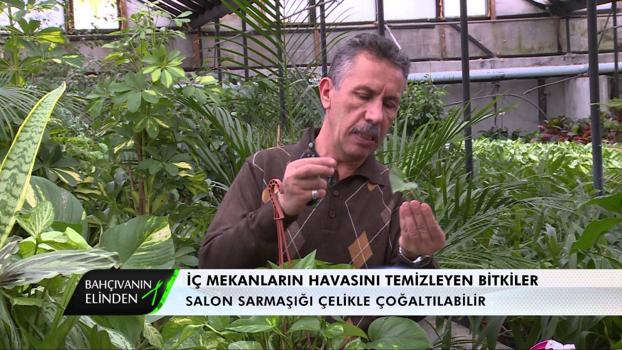 BAHCIVANIN ELINDEN IC MEKAN BITKILERININ BAKIMI 2 PARCA