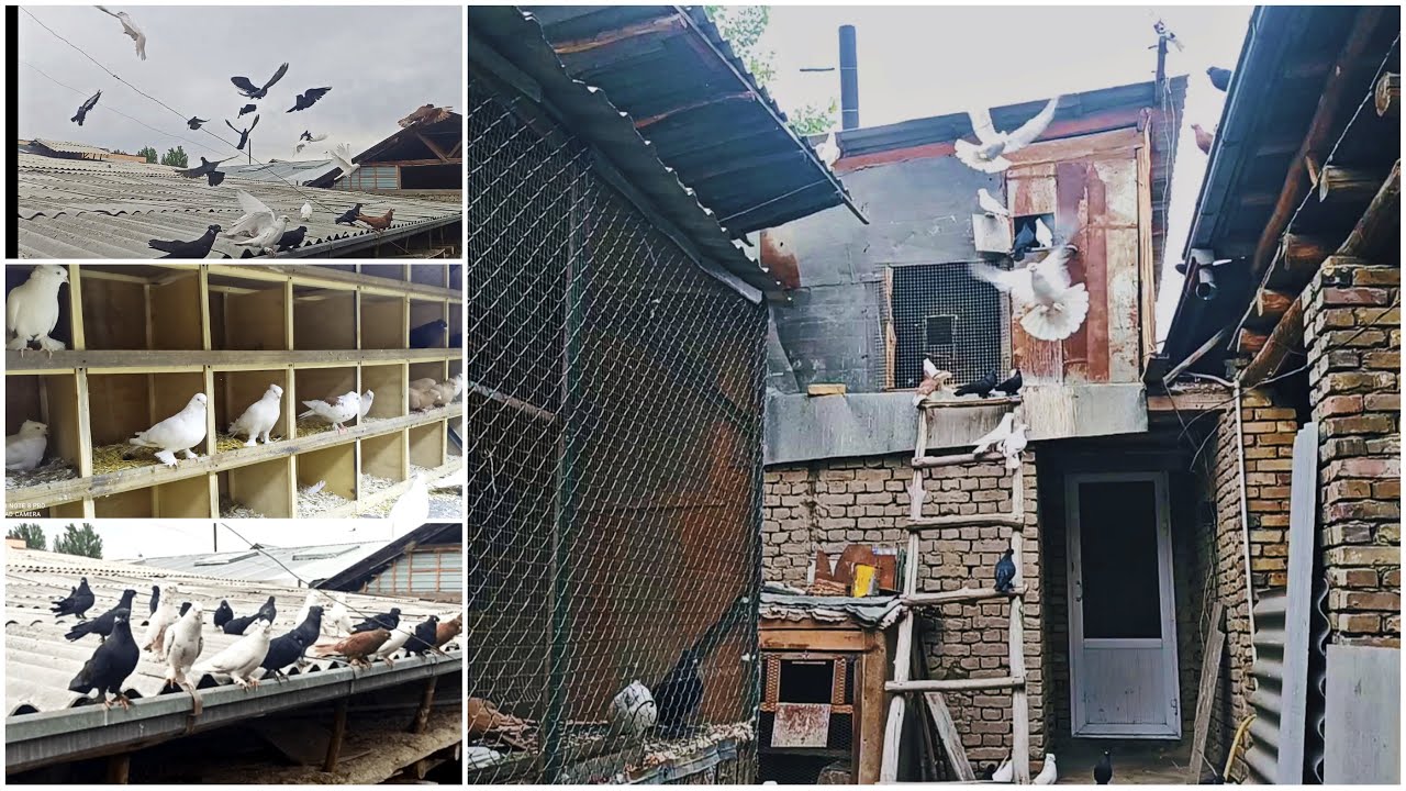 Учма КАБУТАРЛАР Ишкибозлар учун махсус (ГОЛУБ) KAPTARLARNI ZO'RLARI 📞994321519 Fly Pigeons