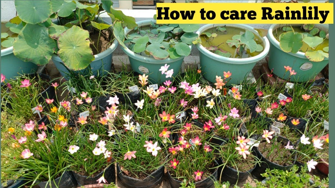 How to Care For Rainlily flowers plants