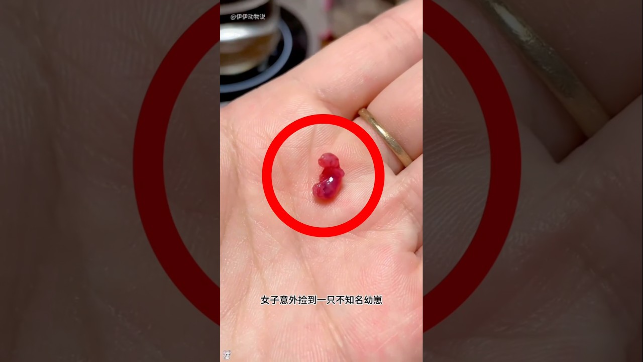 A girl gave a new life to a small animal and its entire life..