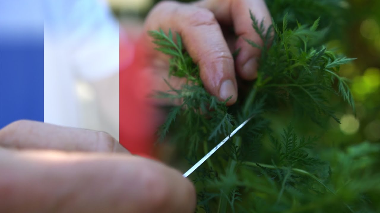 Culture et récolte de l'Artemisia annua