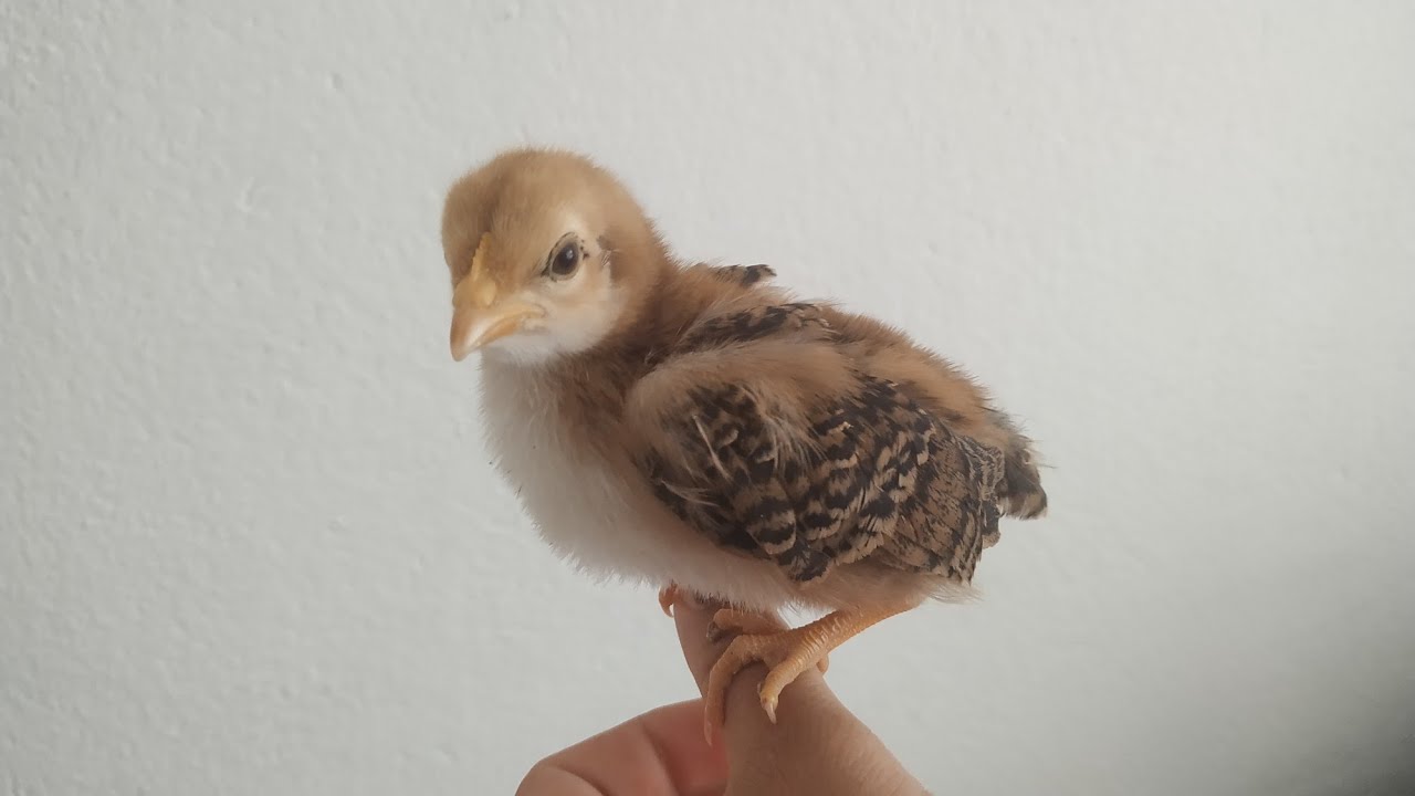 Yeni Civciv ve Bıldırcınlar Aldım