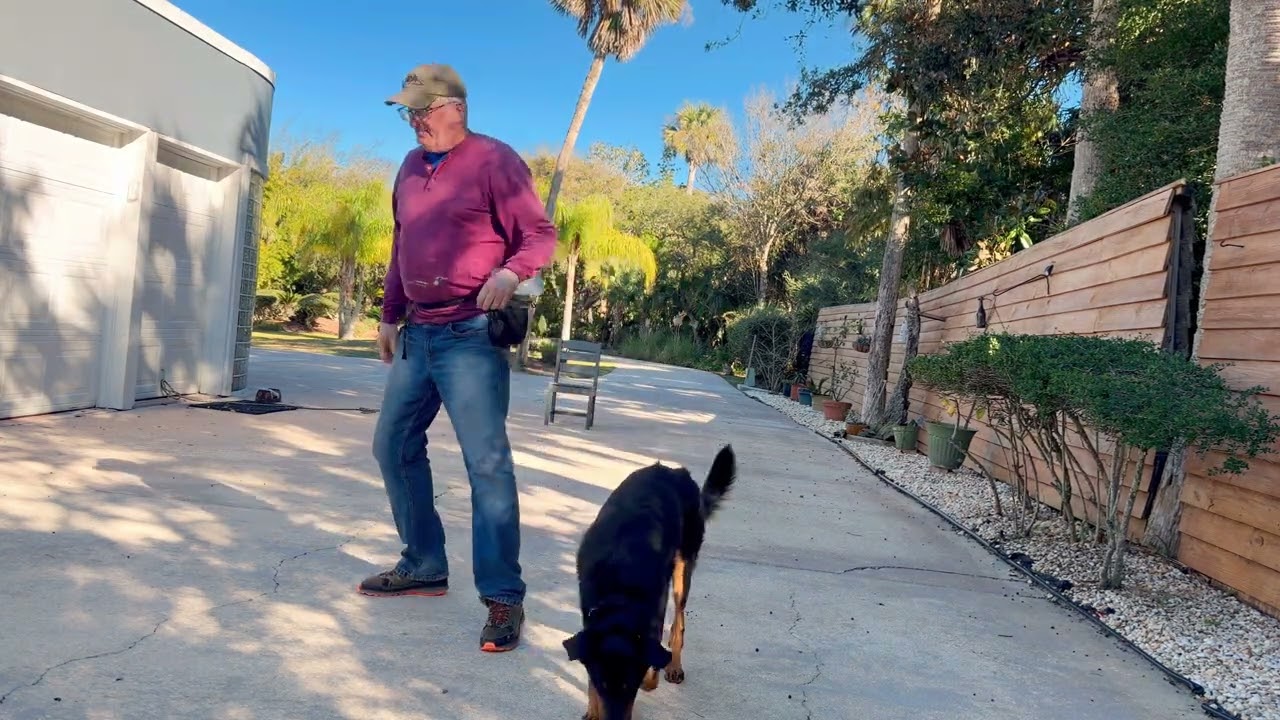Both dogs gimme a break game 