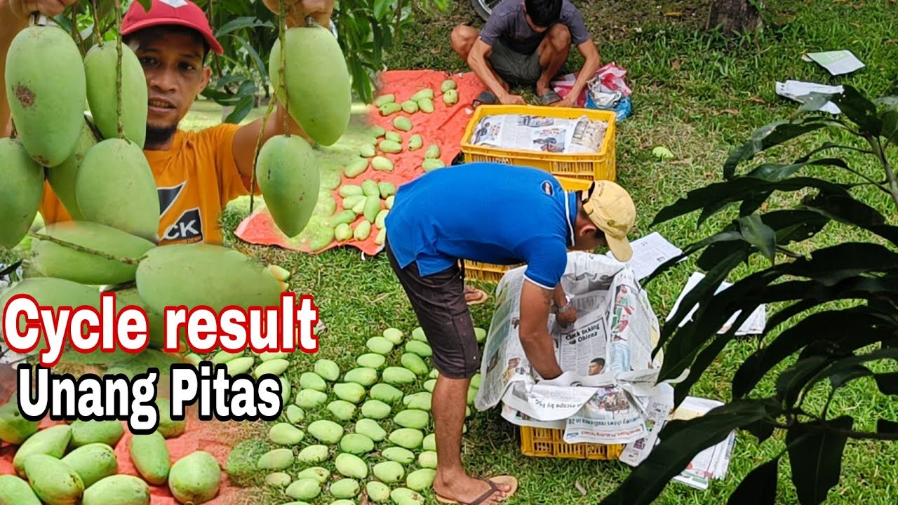 FIRST HARVEST OF  MANGO MANAGEMENT CYCLE / Gha Agri Tv.