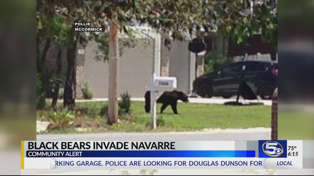 Bear sightings on the rise in Navarre neighborhoods