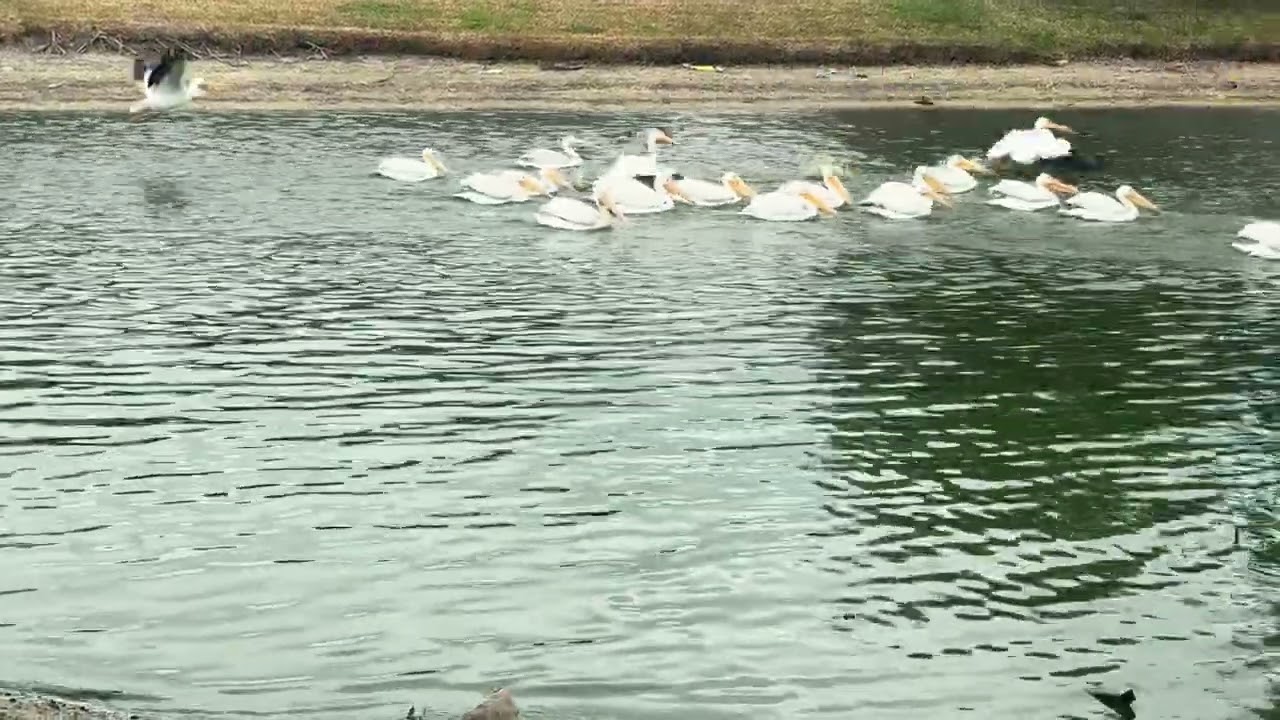 Our North American White Pelican neighbors ...The big group!