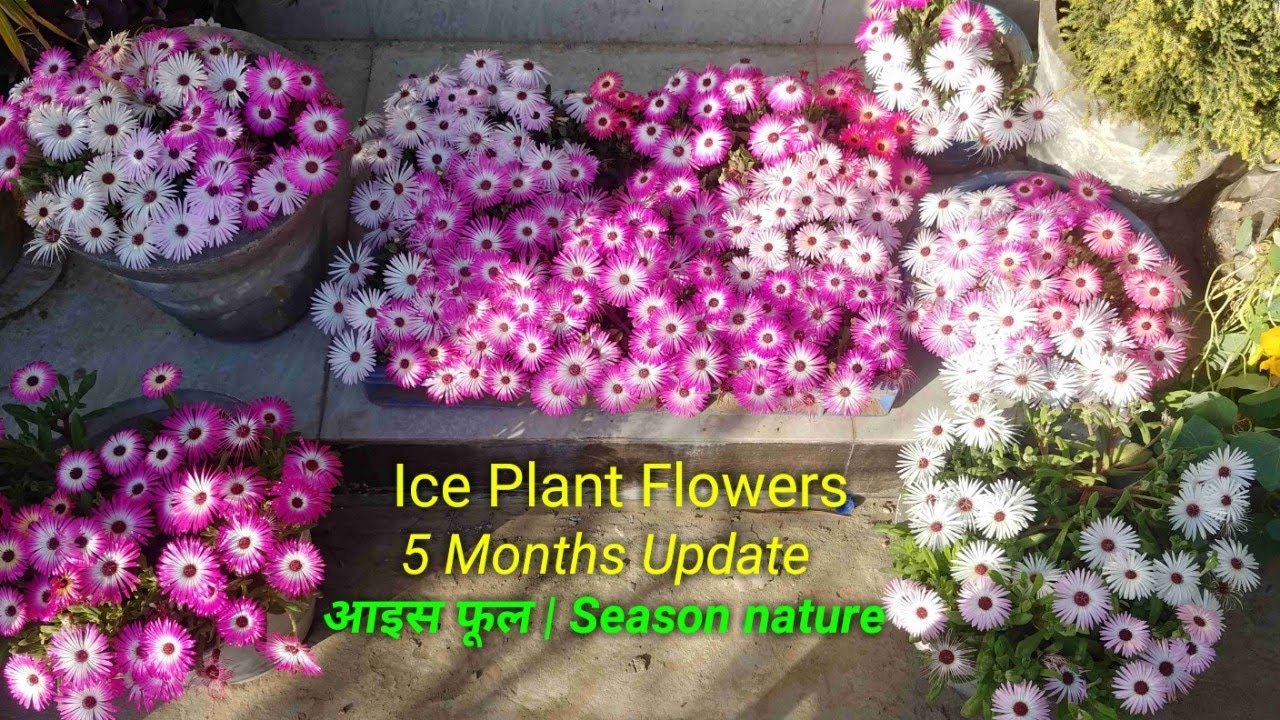 How to grow & care Ice Plant Flowers | आइस फूल Complete 5 Months update