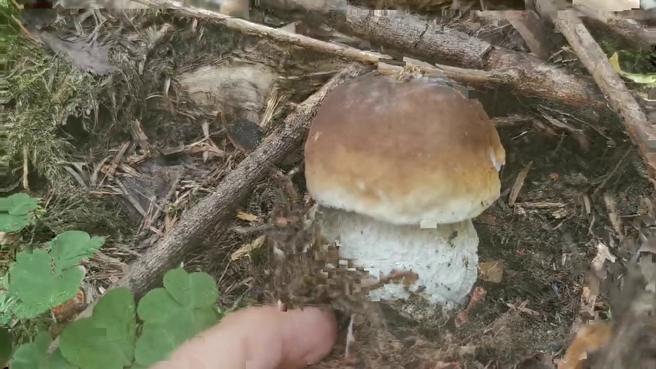 Porcini | Muschi, mirtilli, secco e... Porcini!
