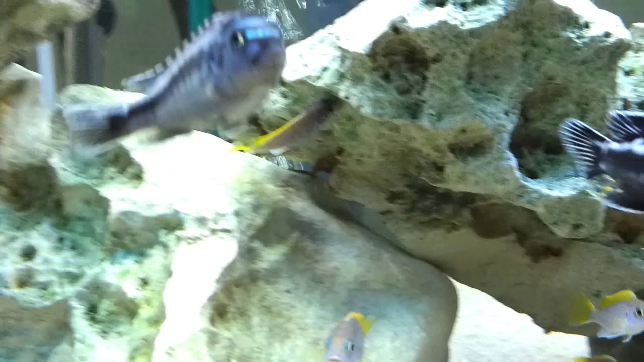 johanni vs maingano