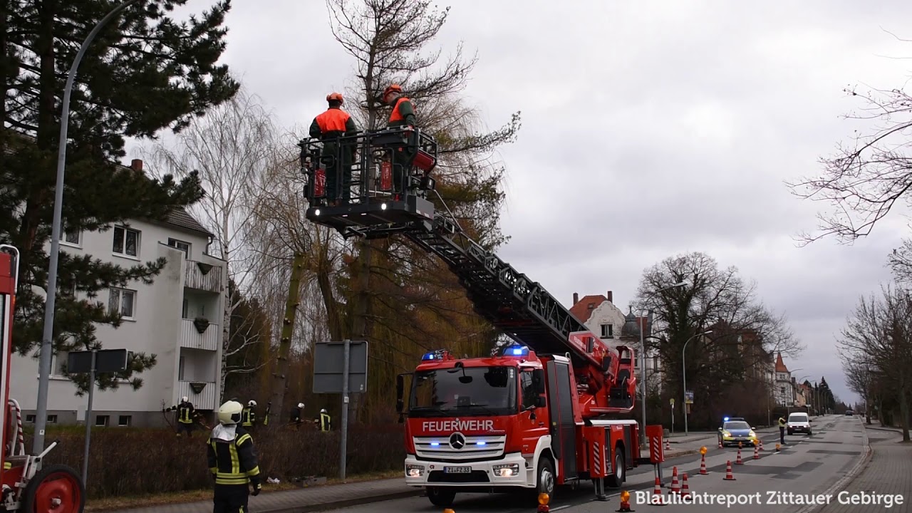 Baum droht auf Straße zu fallen I Einsatz für die Feuerwehr Zittau
