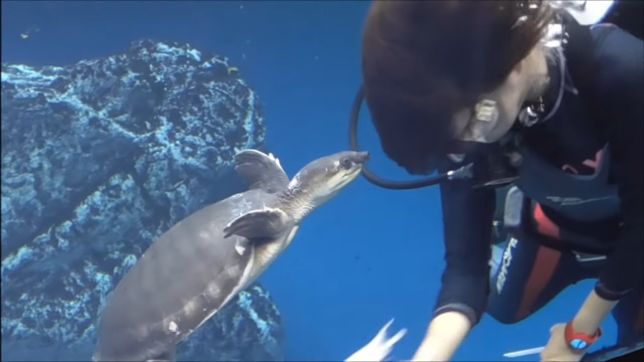 飼育員のお姉さんにしつこく寄ってくるスッポンモドキ＠鳥羽水族館