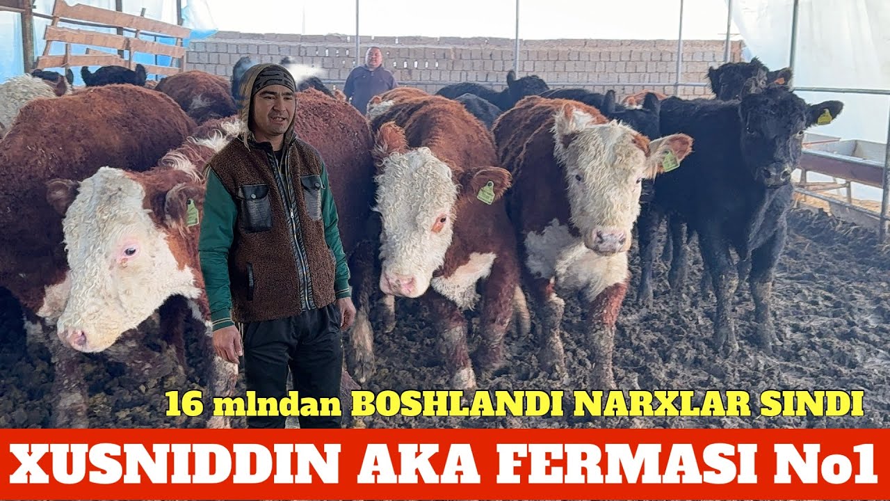 XUSNIDDIN AKA 16 mln 😱 AMERIKANISKI ABERDIN ANGUSGUS GREFORD SIMENTAL BUQALA KELDI NARXLAR SINDI