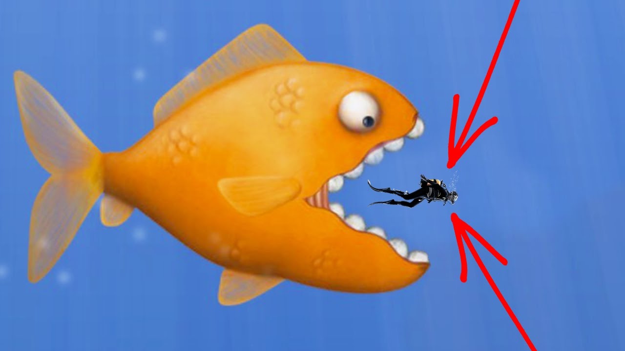 DEZE GOUDVIS EET MENSEN!