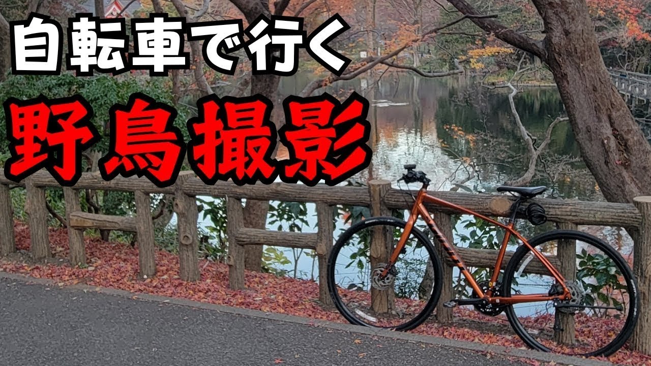 冬の井の頭公園で野鳥撮影 a7III