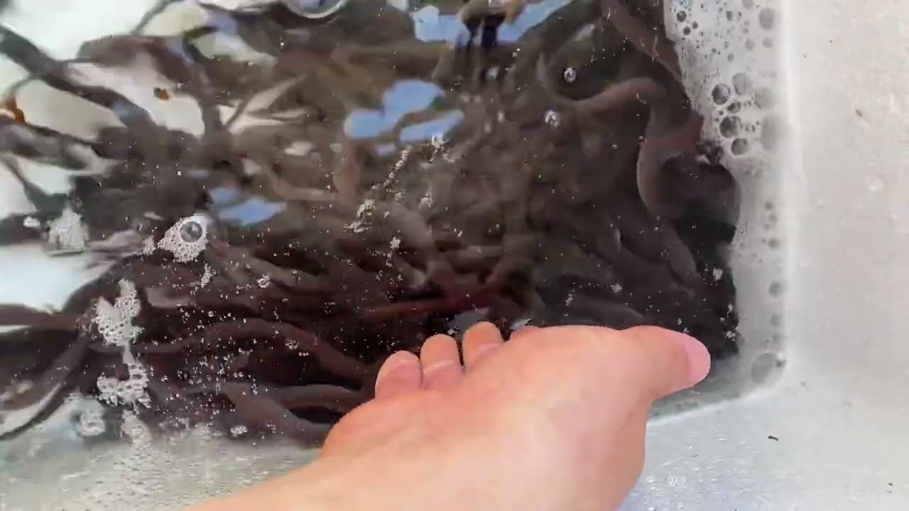 #18:  Thả thêm 1000 chình giống, thêm máy oxy cho hệ tuần hoàn nước RAS ( Aquaponic)
