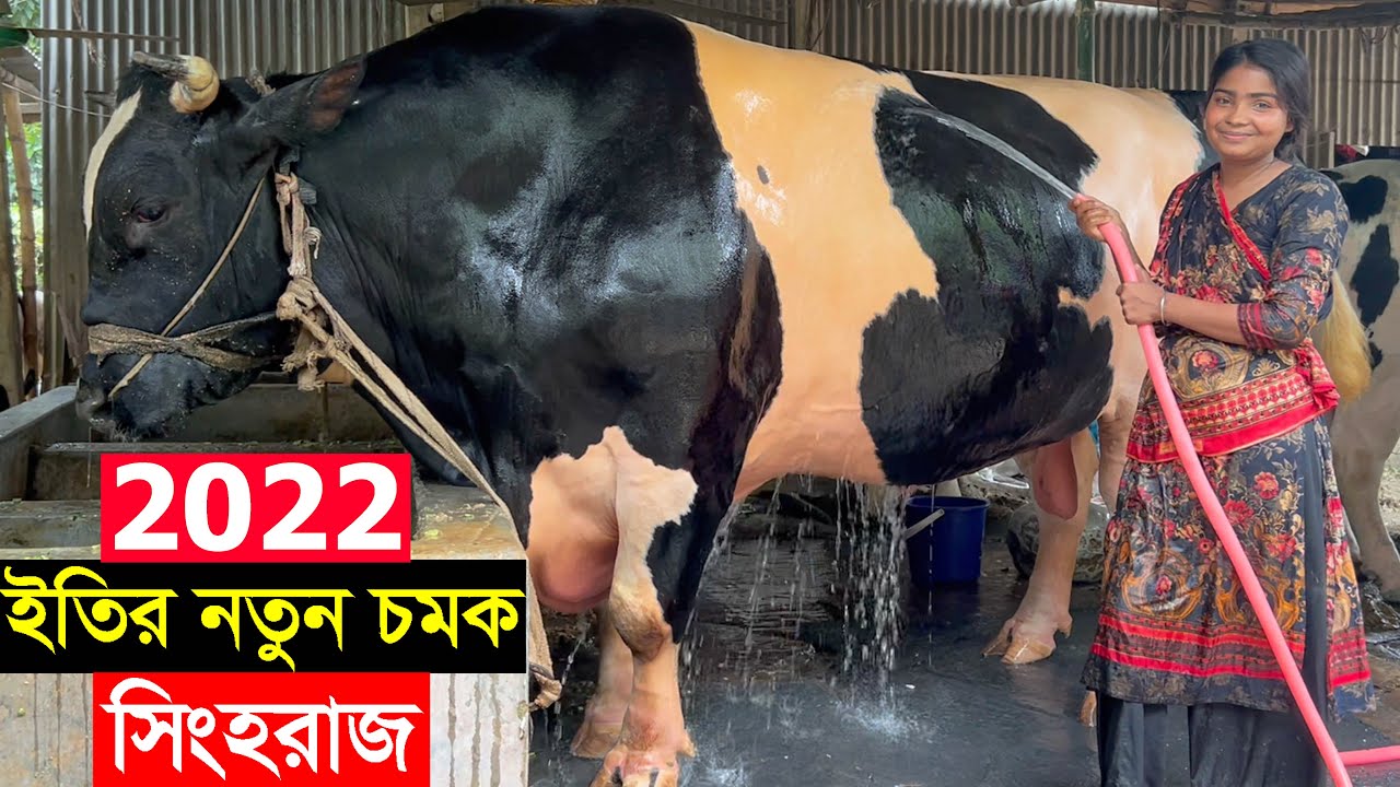 2022 ঈদে সংগ্রামী নারী উদ্যোক্তা ইতির সবচেয়ে বড় গরু সিংহরাজ দামসহ বিস্তারিত জানুন big cow price eity