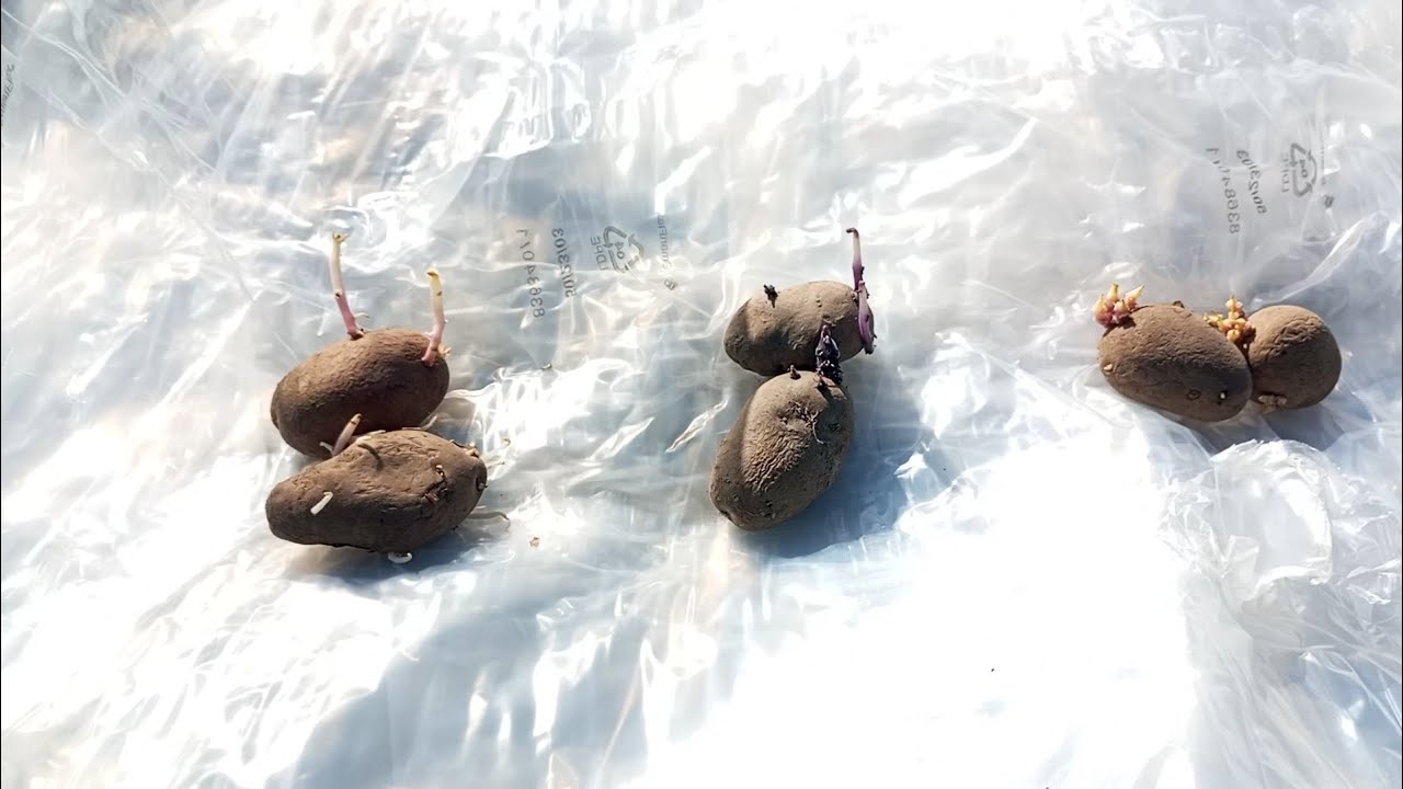 (293) Sadzenie ziemniaków na wczesny zbiór - 3 odmiany  🥔🤠👍😎