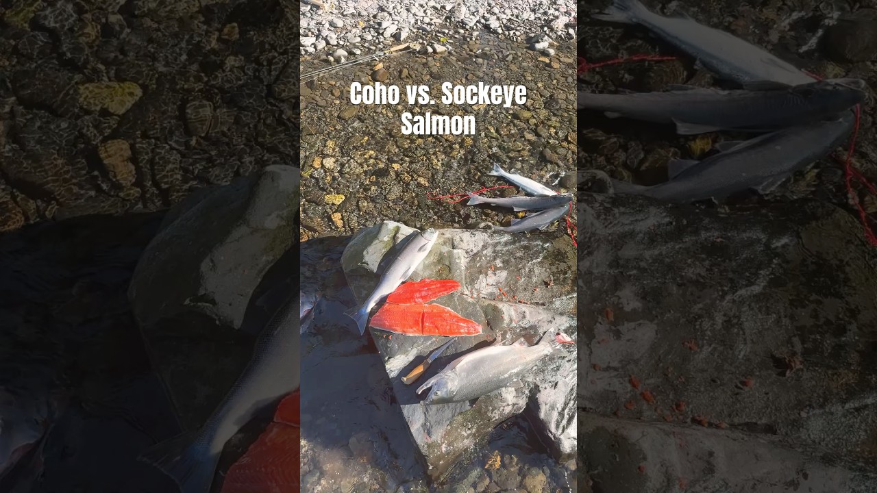 Identifying Coho vs Sockeye Salmon