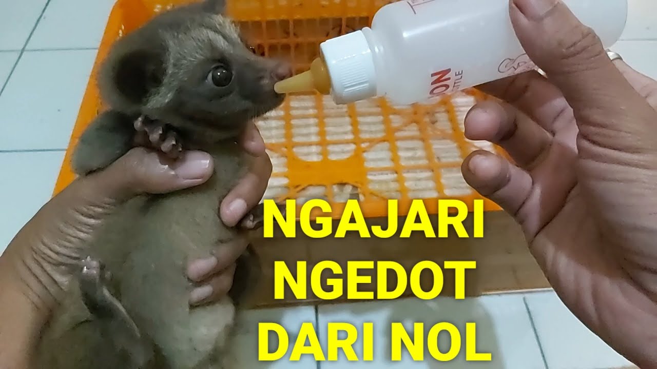 BAYI MUSANG SUSAH NGEDOT? BEGINI CARA NGAJARINNYA...