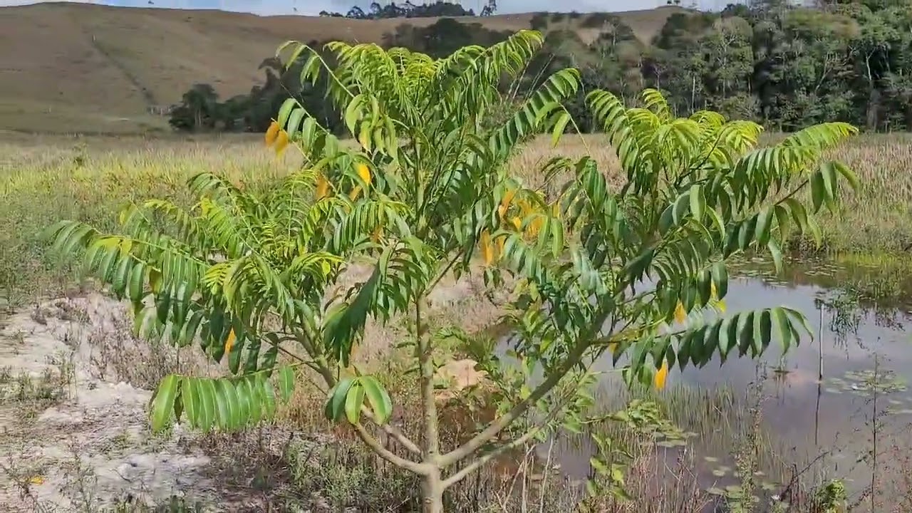 Cajá manga anão, cajá manga e cajá mirim