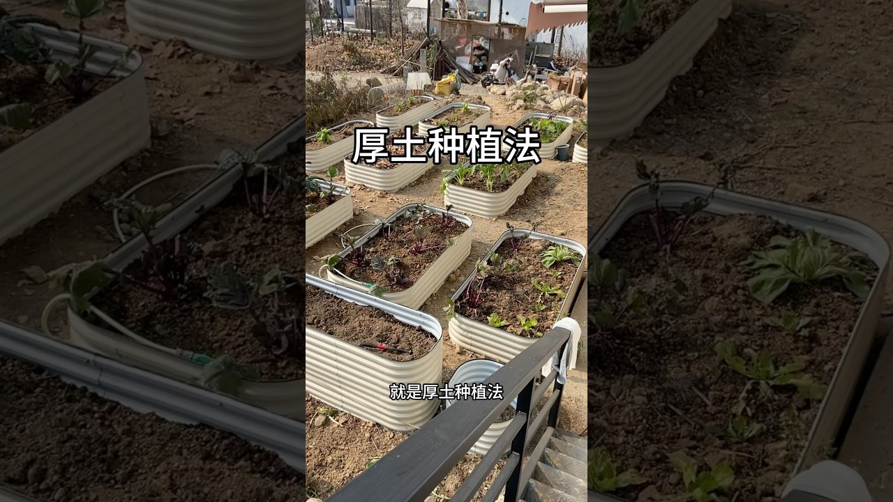 厚土种植｜边堆肥边种菜 #garden