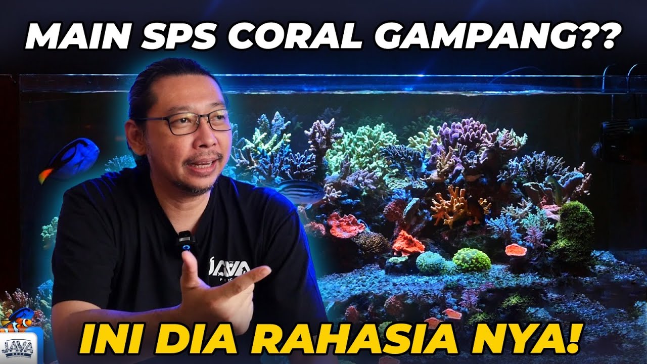 MAIN SPS CORAL TERNYATA GAMPANG LOH