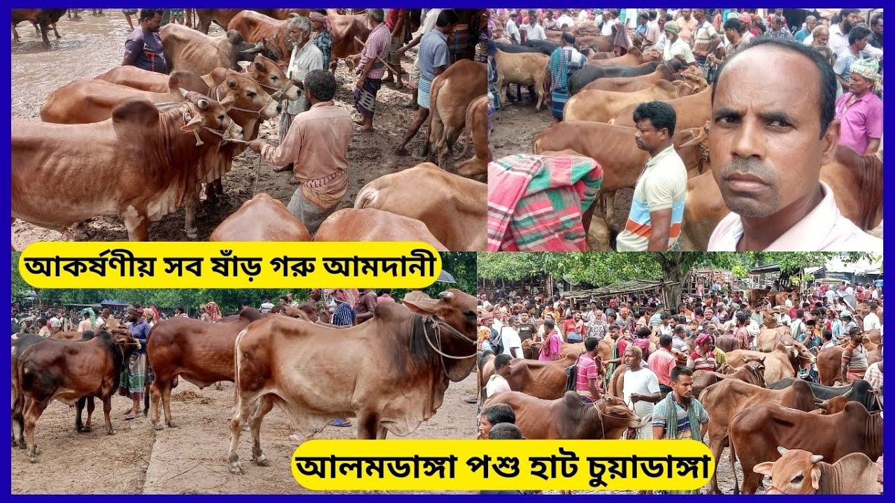 #হাটে গরুর #আমদানি বেড়েছে, #কিন্তু #দাম শুনেই #ফিট হওয়ার #দশা! cowpriceinbangladesh আলমডাঙ্গা ২০২৬