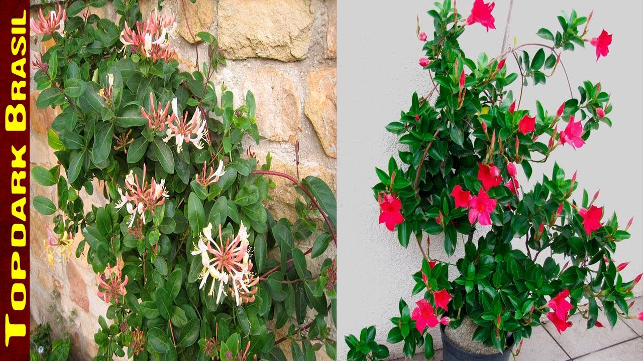 15 Trepadeiras com Flores