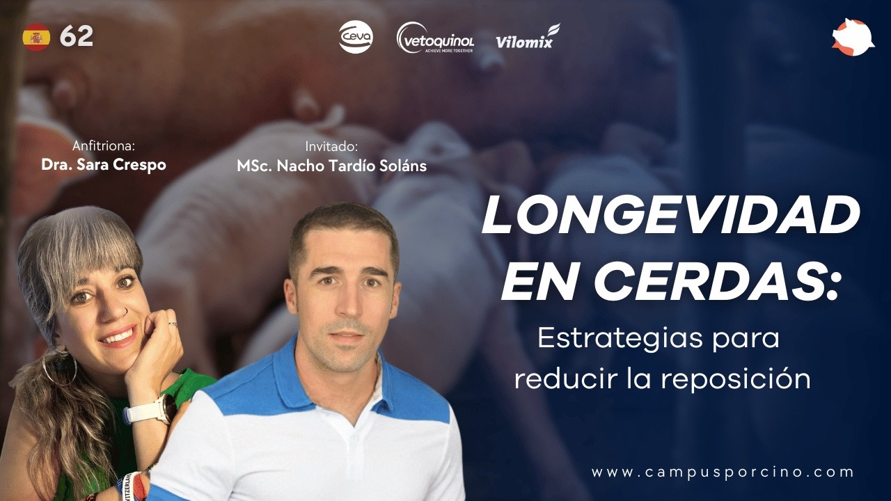 #62 - Longevidad en cerdas: Estrategias para reducir la reposición - MSc. Nacho Tardío Soláns