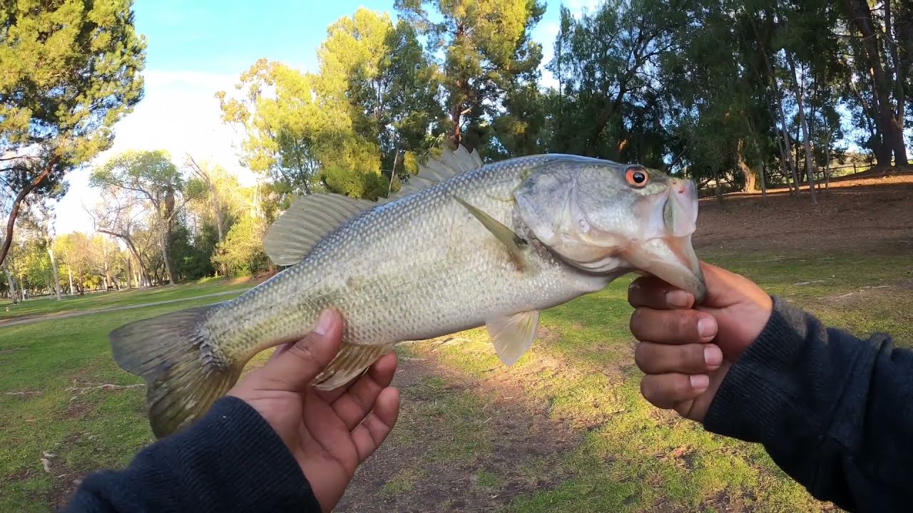 Yorba Regional Park( Bass Fishing)