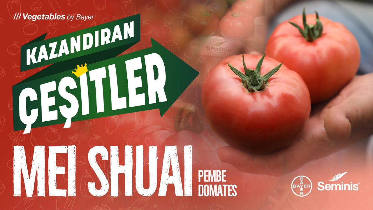 Kazandıran Çeşitler: Mei Shuai Pembe Domates