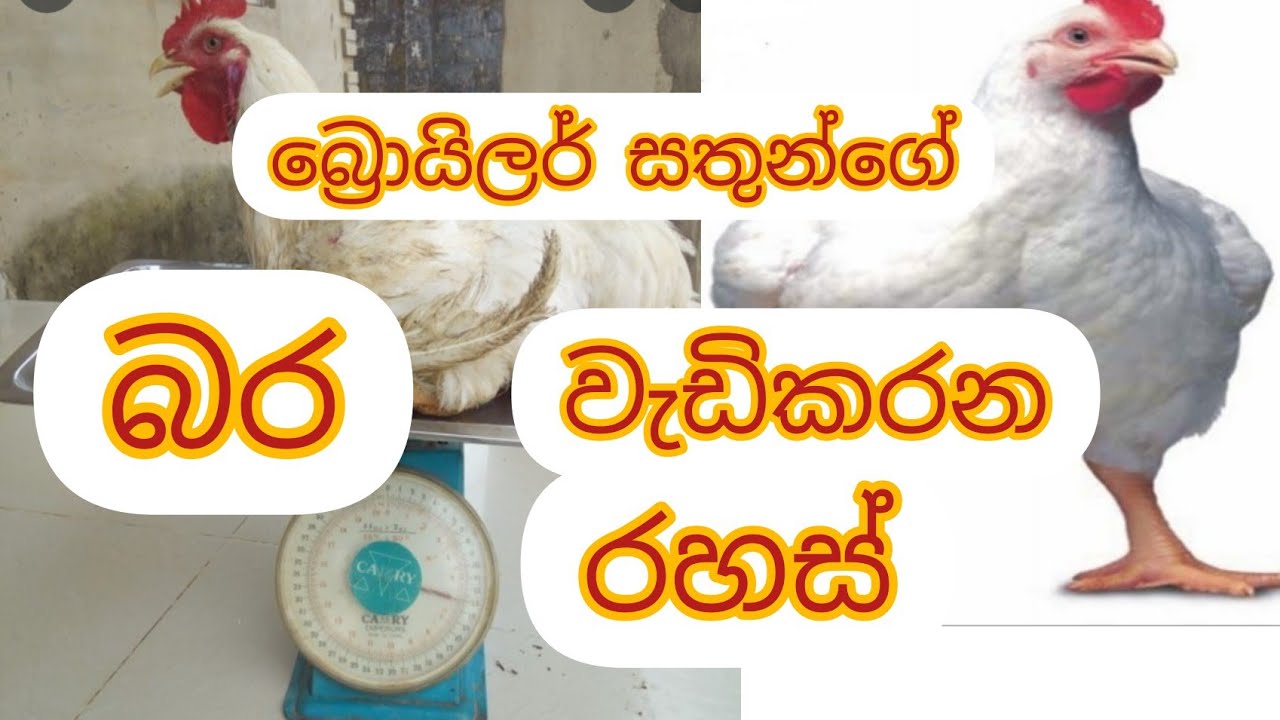 බ්&zwj;රොයිලර් සතුන් ගේ බර වැඩි කරගමු. Broiler Menegment .