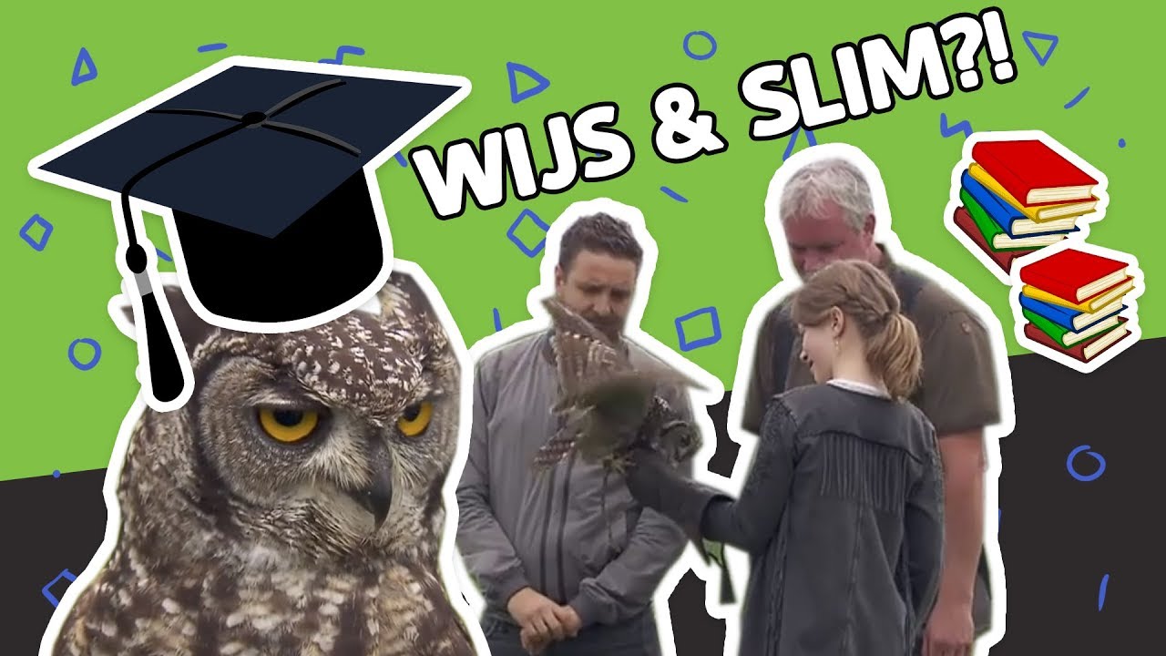 ZIJN UILEN ECHT WIJS EN SLIM? // Willem Wever // #14