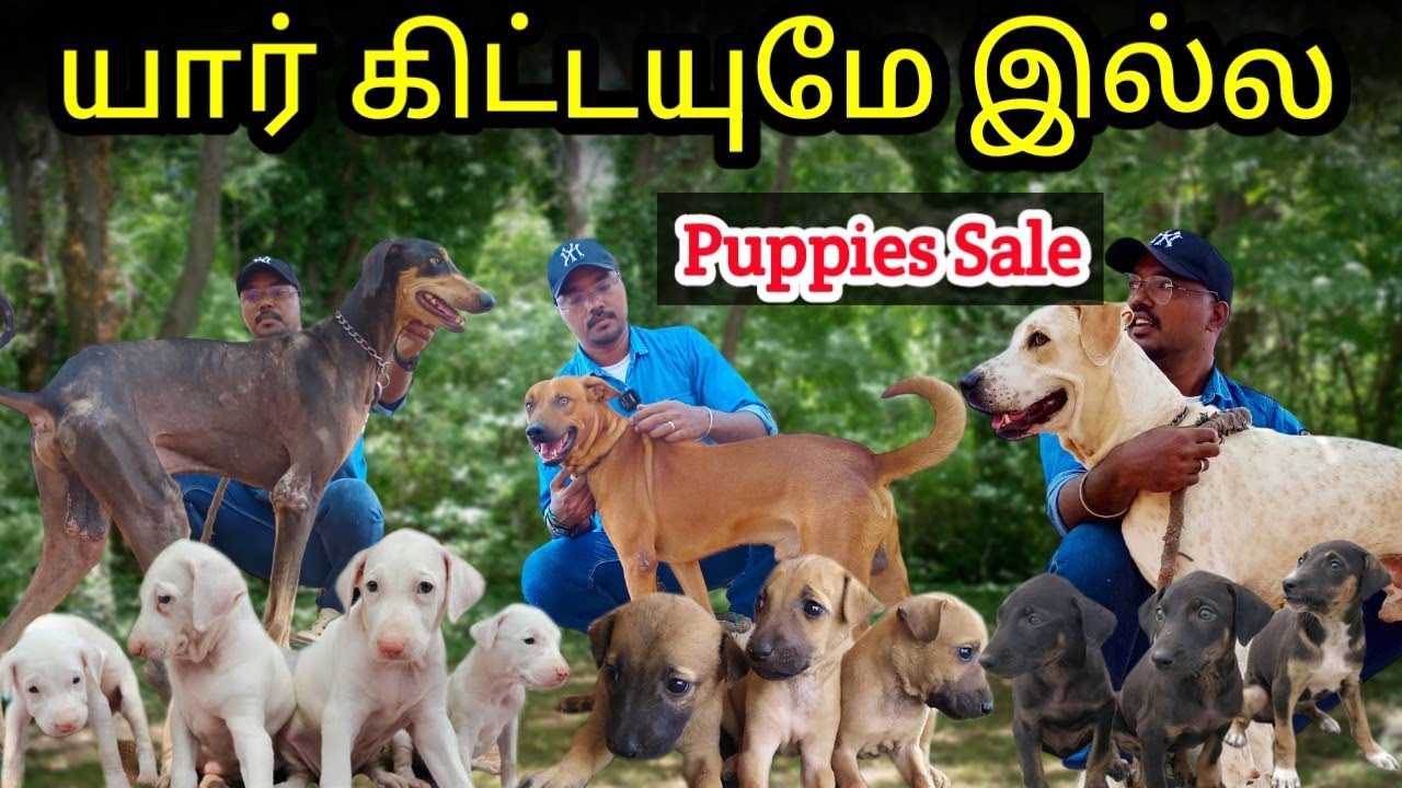 நம்ம நாட்டு நாய்கள் Native Breed Dogs | Puppies for sale | Dog Kennel in tamilnadu | Namma MKG