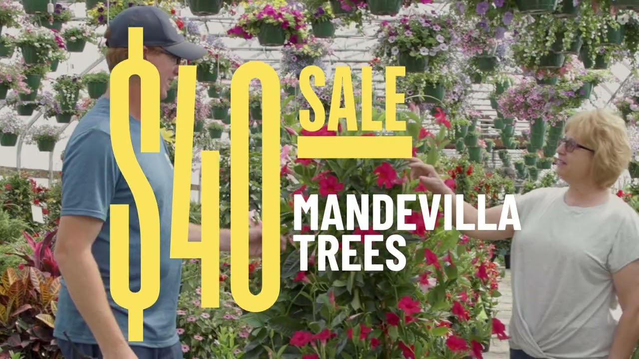August Sale August 12-25, 2024