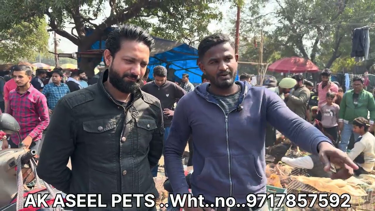 Jama Masjid Delhi Top Quality Aseel Murga Market AK Aseel Pets Wht.no.9717857592