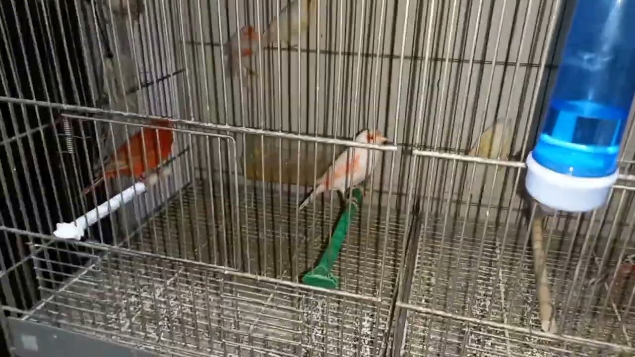 inizio periodo cove 2022 inserimento nidi