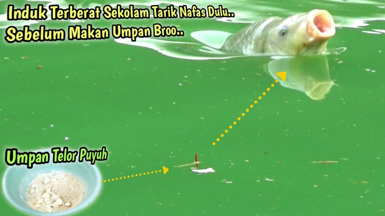 JUDULNYA GAK LEBAY|| Juara 1+SS || Ikan Mas Makan Telur Puyuh√