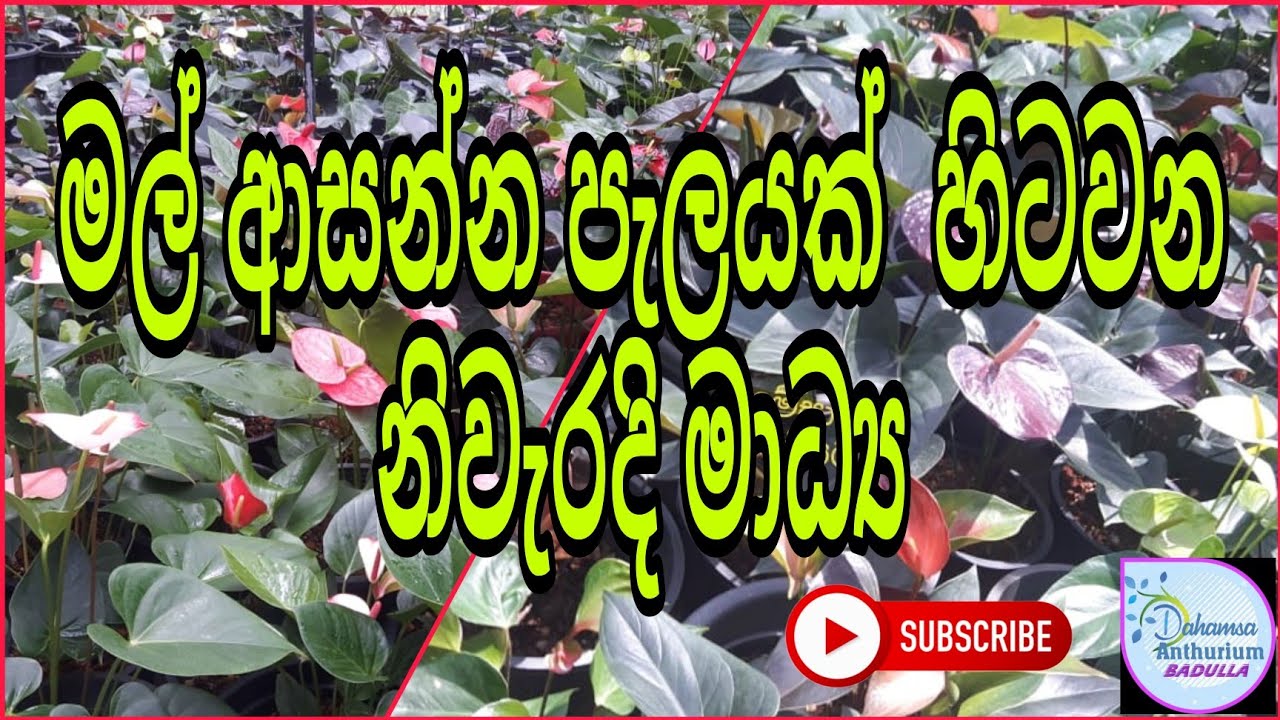 මල් ආසන්න පැලයක් සිටුවන ආකාරය #anthurium #dahamsaanthurium #plantation