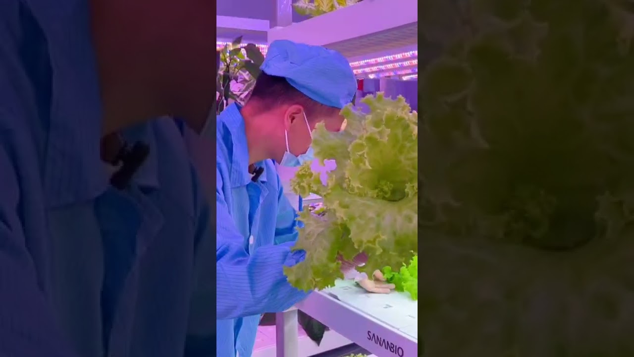 LEDESTAR LED grow|LED cultivation|Horticulture lighting #shorts