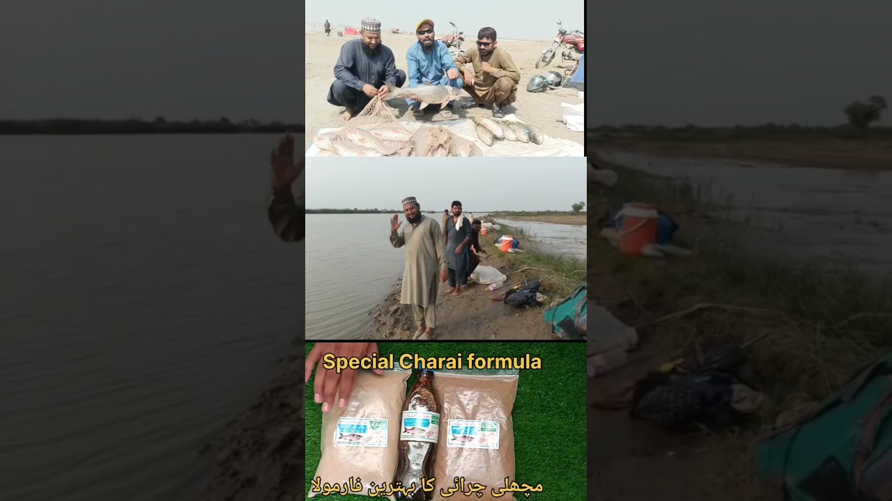 ground baits always makes Good results in carp fishing||چرائی