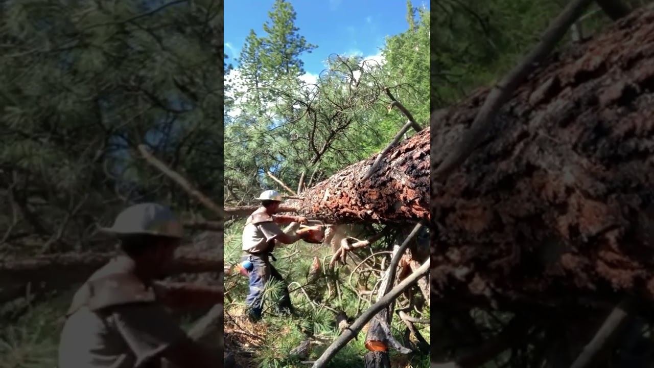 A difficult tree to limb #lumberjack #logger #logging #chainsaw #stihlchainsaw #sthil881