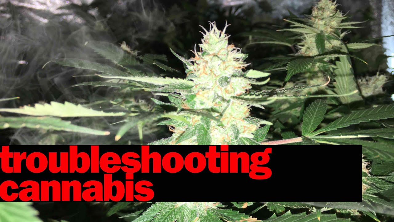 Troubleshooting Cannabis Plants