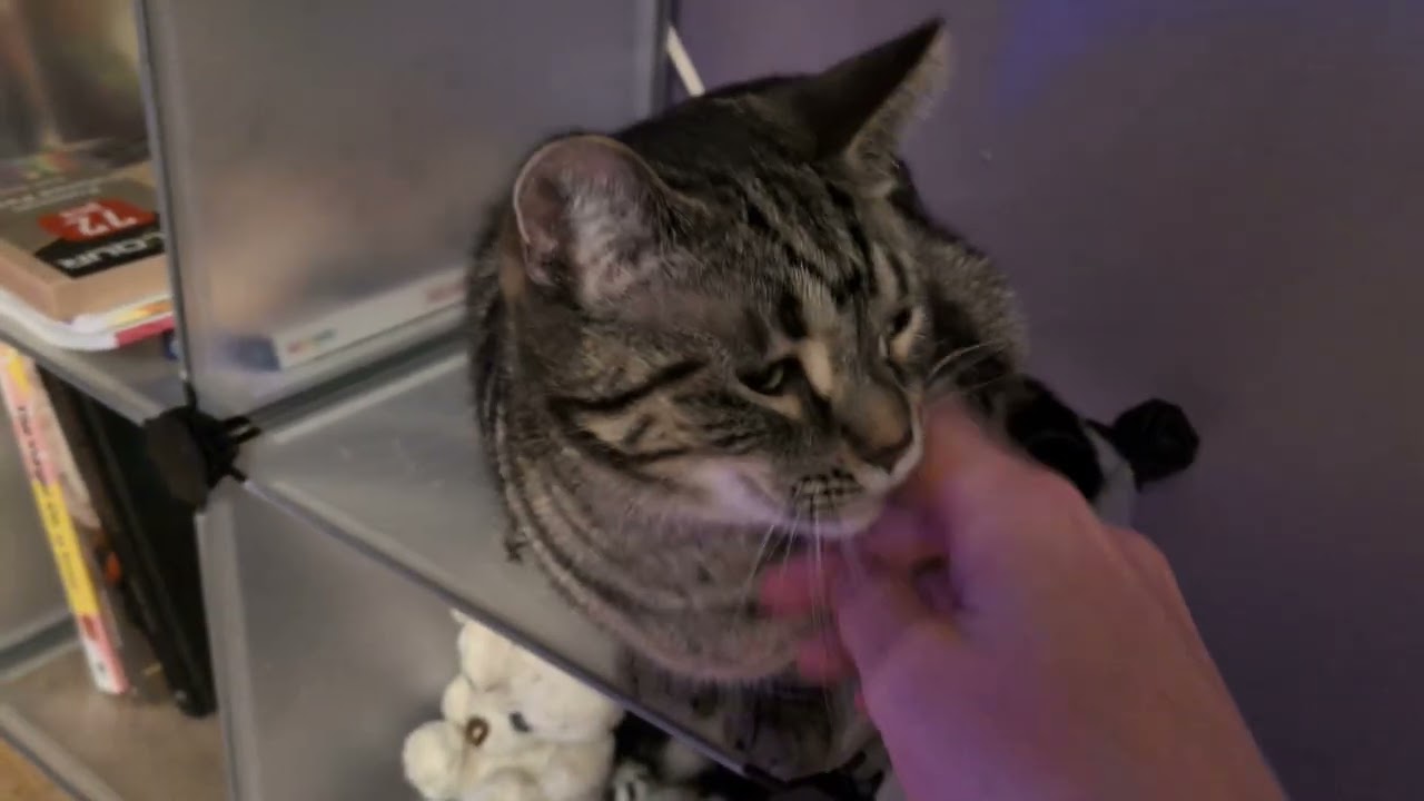 ᓚᘏᗢ Two Kitties Just Being Siblings | Cute Tuxedo and Tabby Cat Short