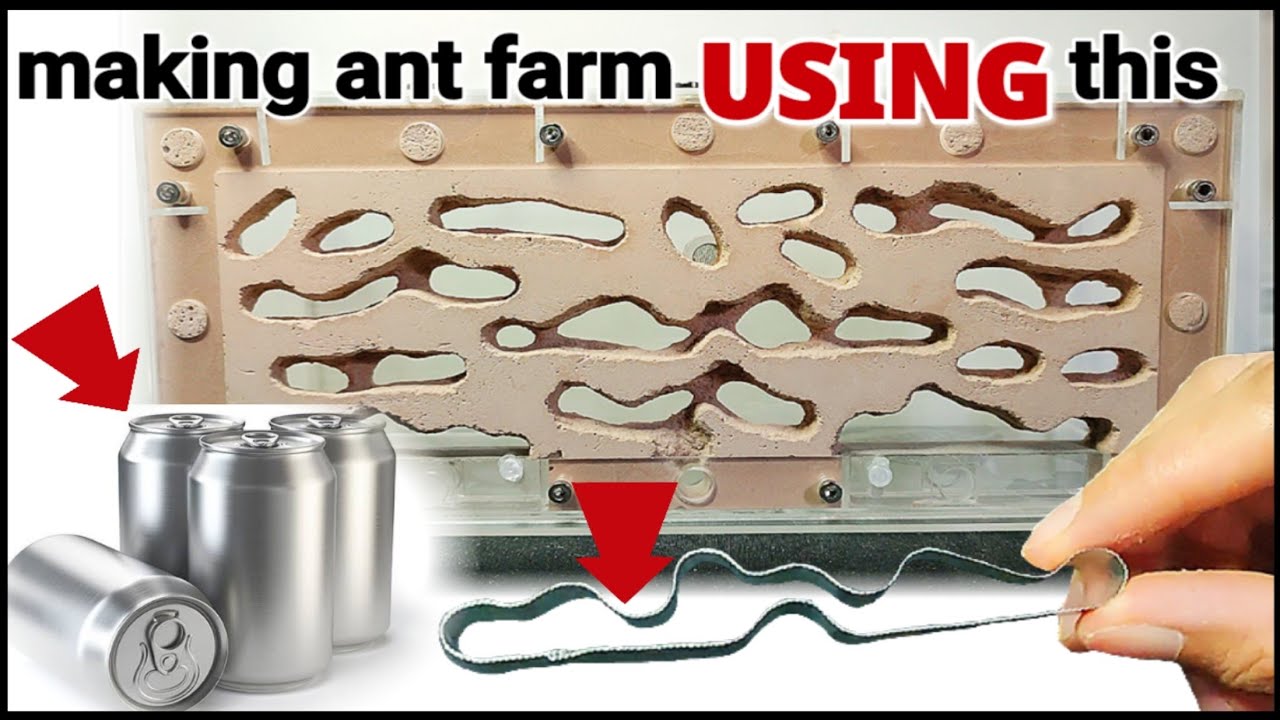 DIY FORMICARIUM | D colony