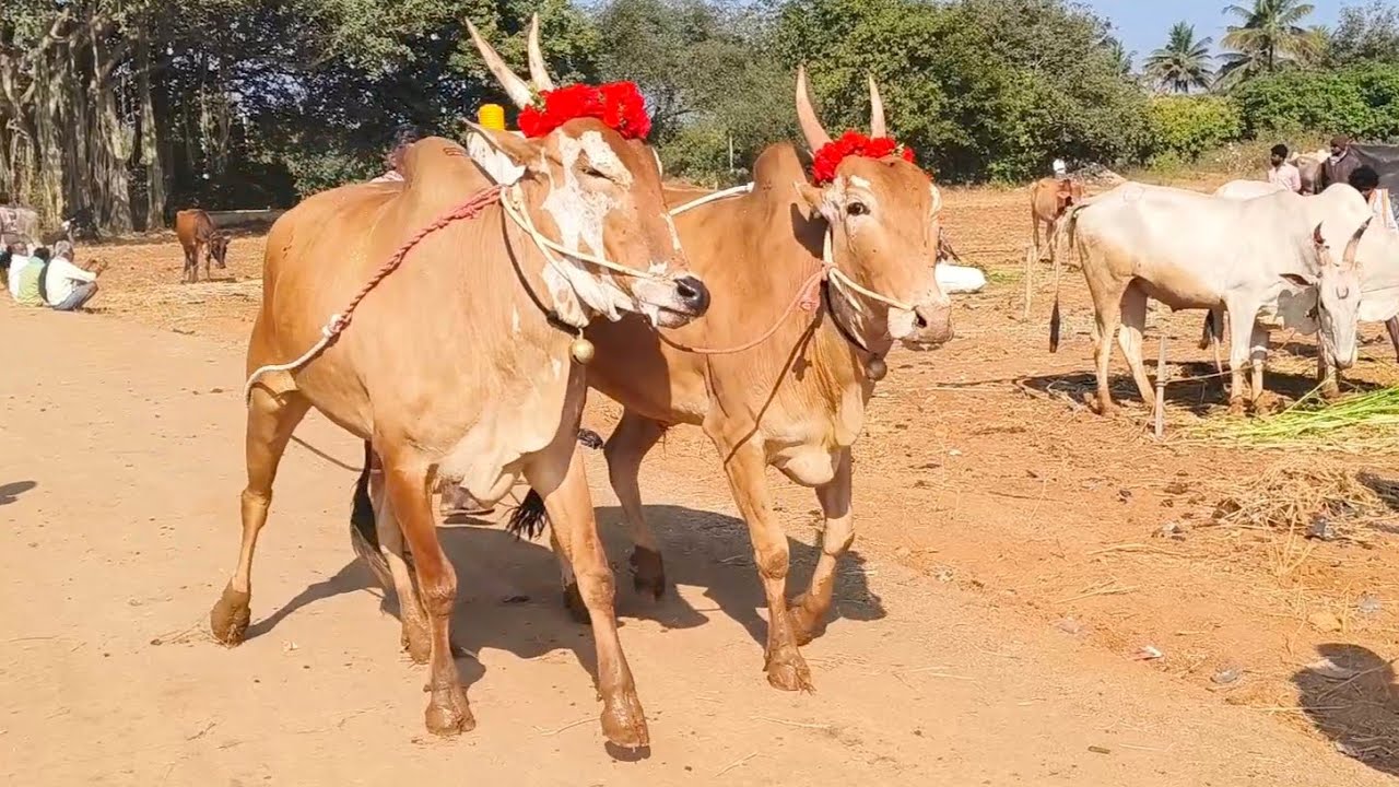Sivareddy Big size dheshiya Seema Cart price Kollagiri Cattle's pair video's 2026