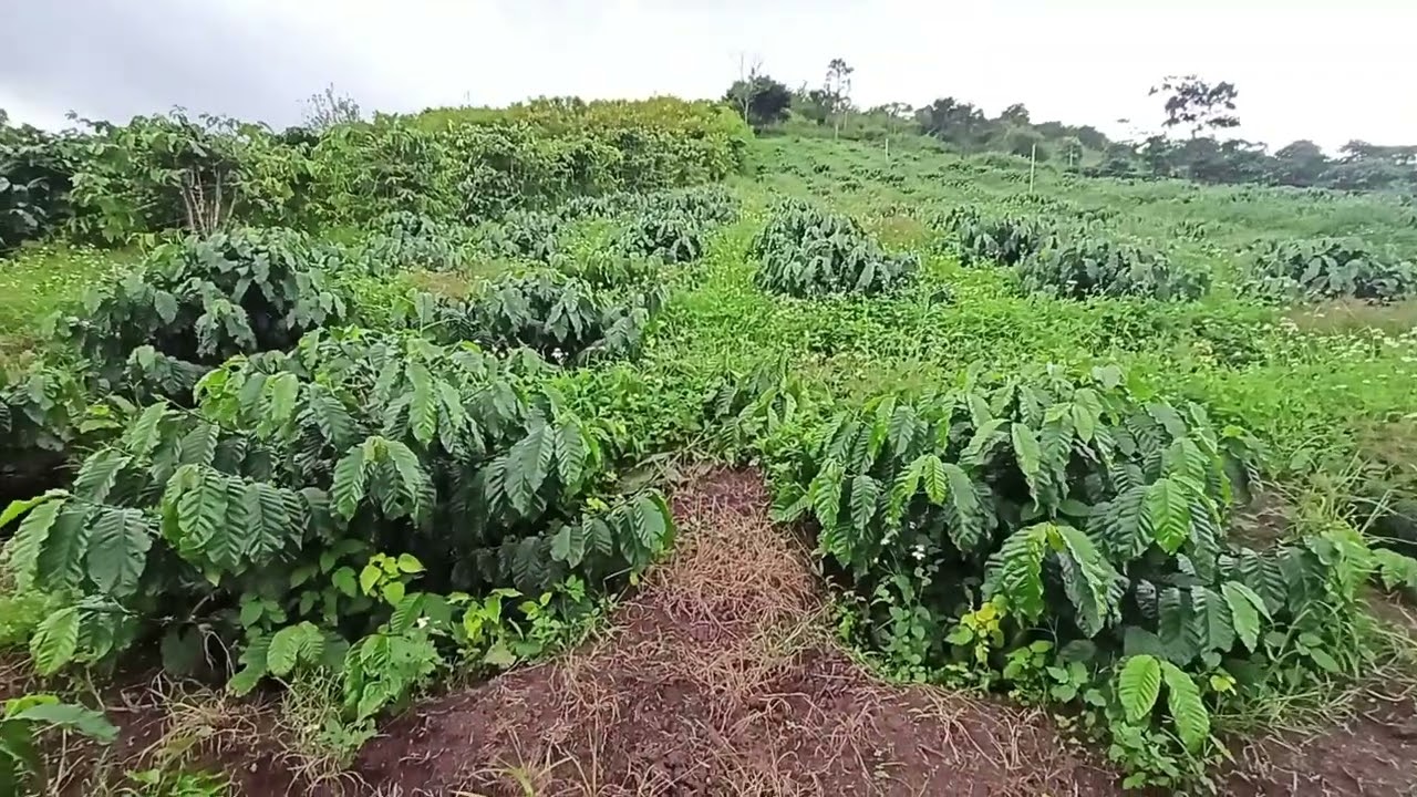 Trồng cà phê hết bao nhiêu tiền..mấy năm gỡ vốn..bài toán khó cho người mới