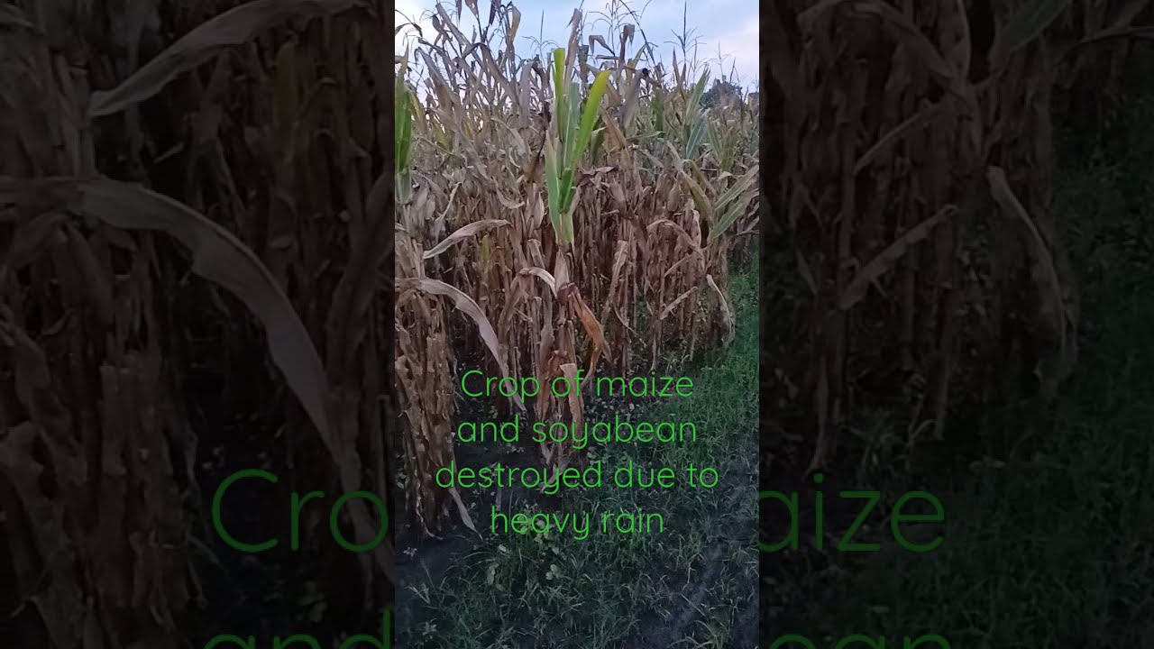 destroyed crops due to heavy rain. #shorts #crop #rain #destroy #maize ##soyabean